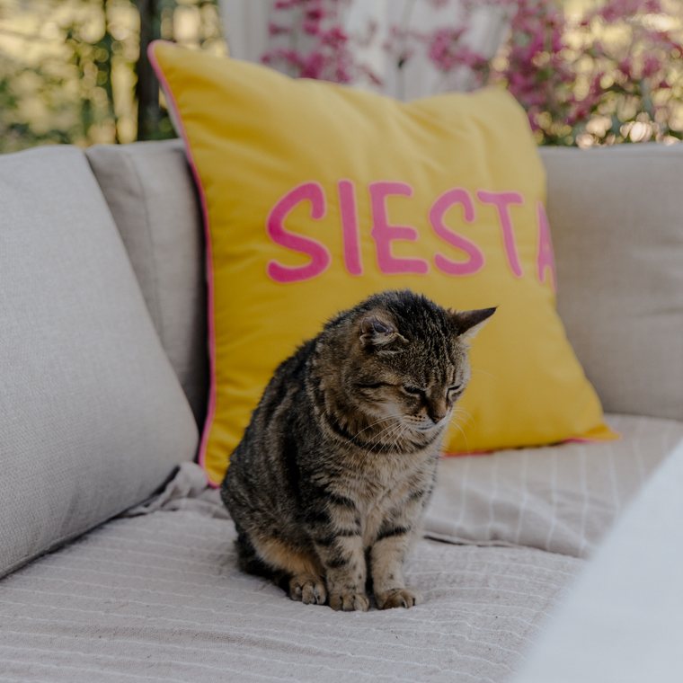 Katze Zwergi in der Träumerei